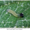pyrgus armoricanus larva1a